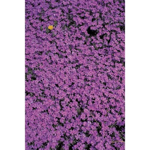 Savage Purple Flower Bed Printed Vinyl Backdrop